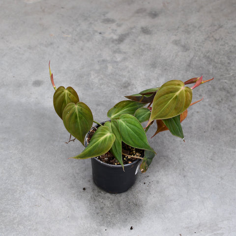 Philodendron hederaceum 'Micans'
