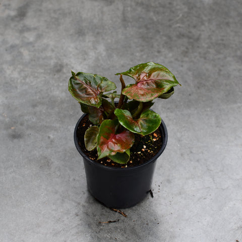 Syngonium podophyllum 'Strawberry Ice'