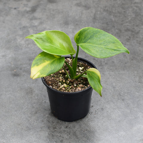 Monstera deliciosa 'Aurea'