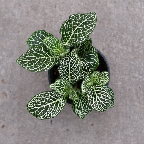 Fittonia albivenis 'Blanc'