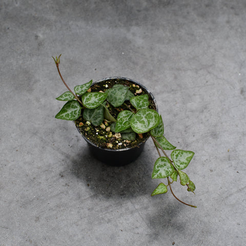 Ceropegia woodii 'String of Arrows' 