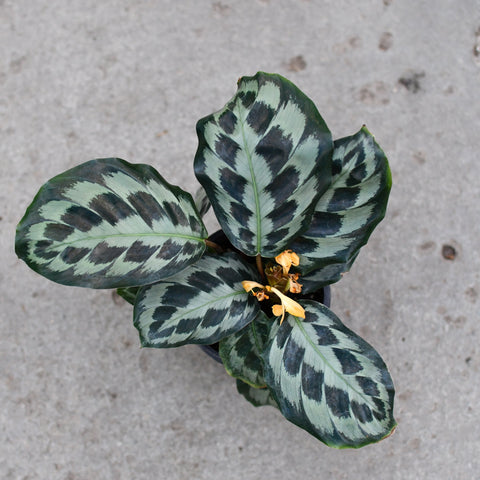 Calathea 'Helen Kennedy'