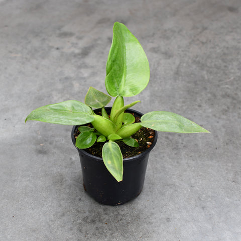 Philodendron martianum