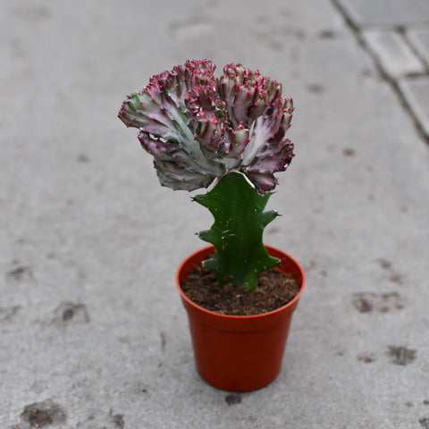 Euphorbia lactea 'White Ghost' cristata (Greffé)