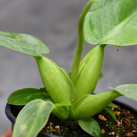 Philodendron martianum