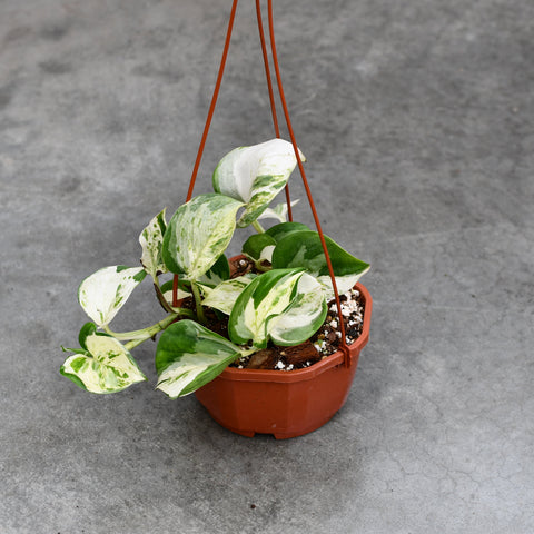 Epipremnum aureum 'Manjula'