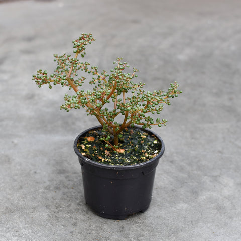 Pilea serpyllacea 'Globosa'