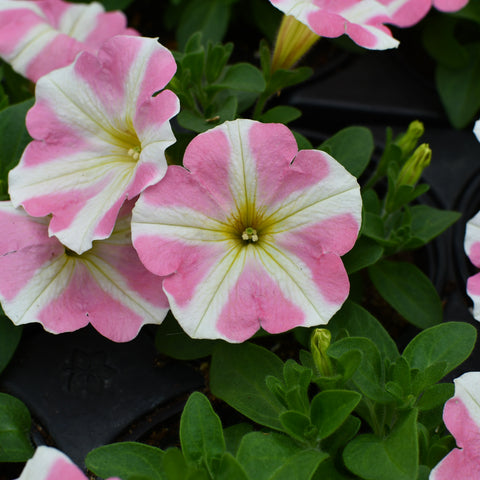 Petunia Amore Princess Pink (Pink and white)