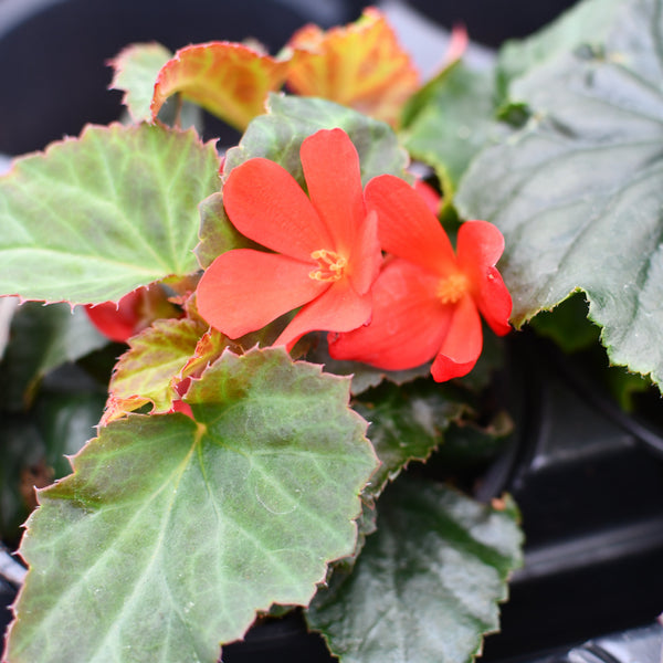 Begonia 'I'Conia Bachelorette Red' (Red) – Serres Lavoie