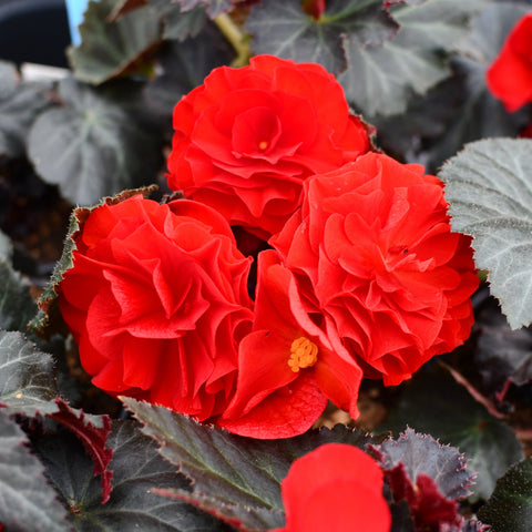Begonia tubéreux 'Nonstop Mocca Cherry' (Rouge)
