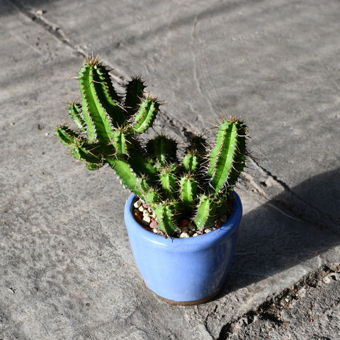 Stapelianthus decaryi with decorative pot