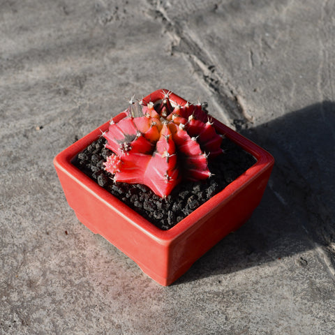 Stapelianthus decaryi with decorative pot