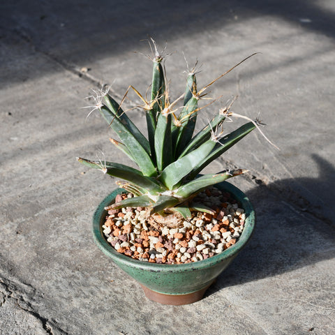 Stapelianthus decaryi with decorative pot