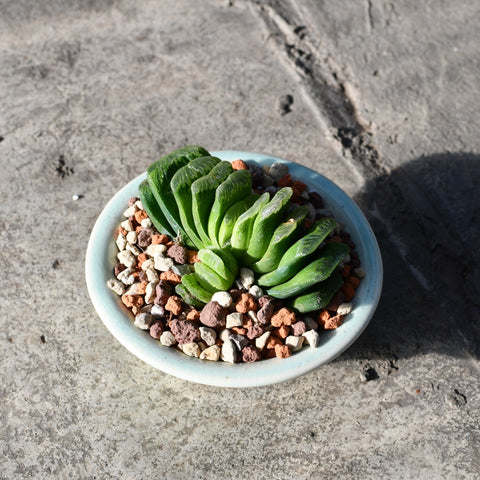 Stapelianthus decaryi with decorative pot