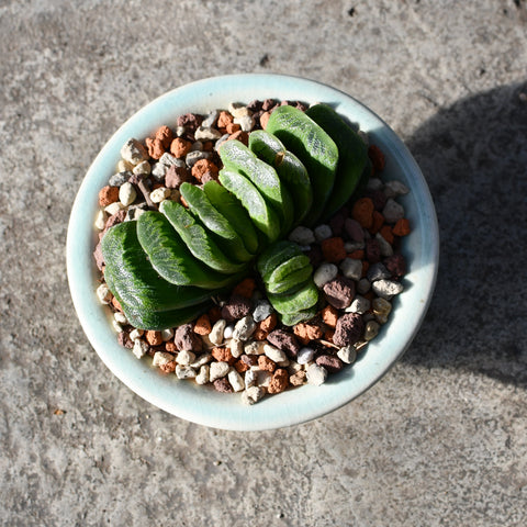 Stapelianthus decaryi with decorative pot