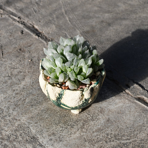 Stapelianthus decaryi with decorative pot