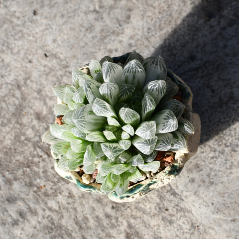 Stapelianthus decaryi with decorative pot