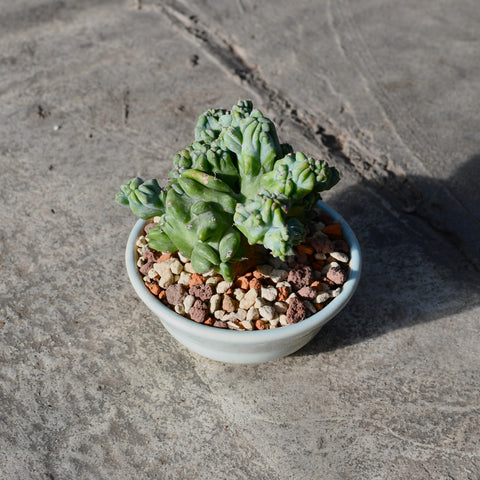 Stapelianthus decaryi with decorative pot