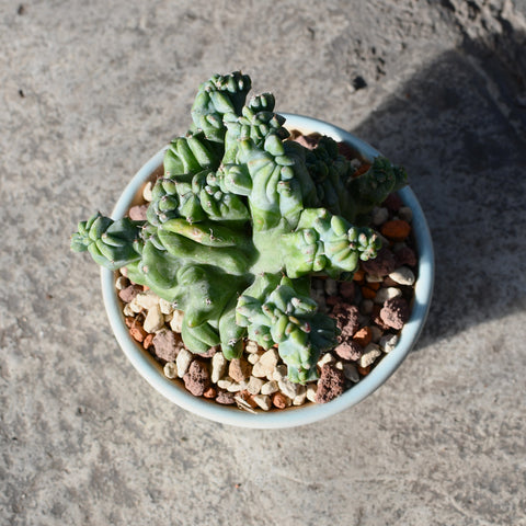 Stapelianthus decaryi with decorative pot