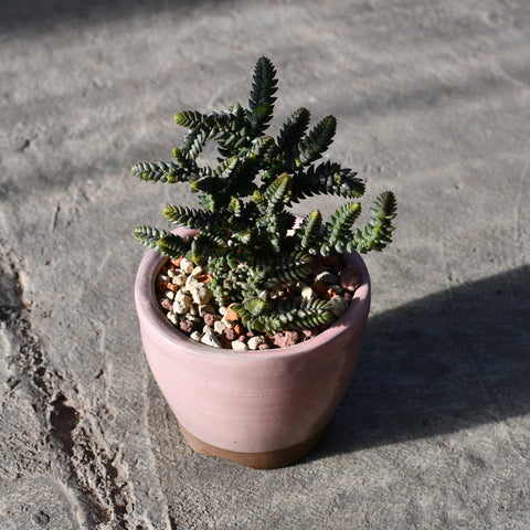 Stapelianthus decaryi with decorative pot