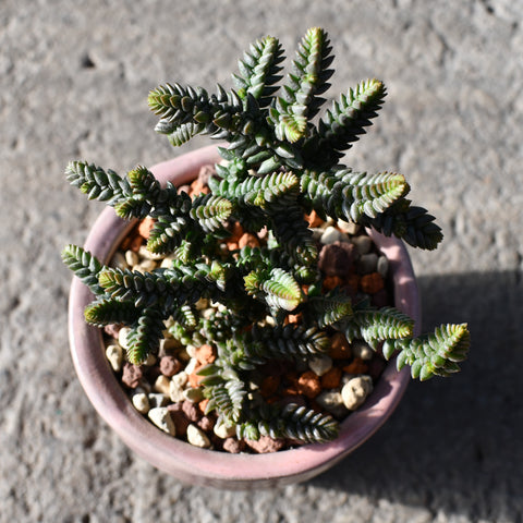 Stapelianthus decaryi with decorative pot