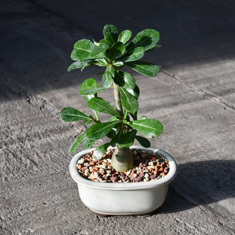 Stapelianthus decaryi with decorative pot