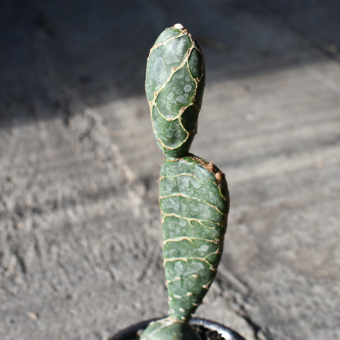 Stapelianthus decaryi with decorative pot