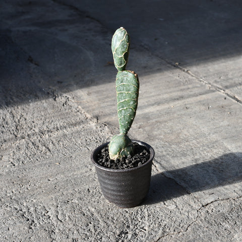 Stapelianthus decaryi with decorative pot