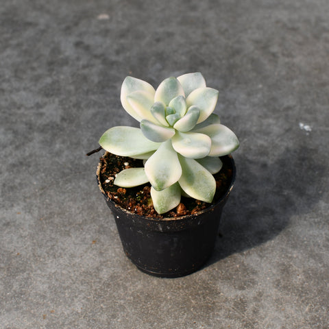 Graptoveria