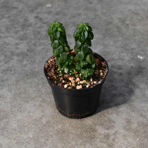 Peperomia columella
