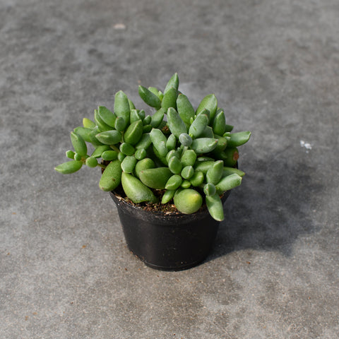 Cotyledon 'Tiny Wonder'