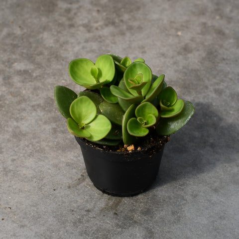 Peperomia hope
