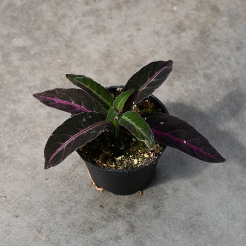 Ruellia makoyana