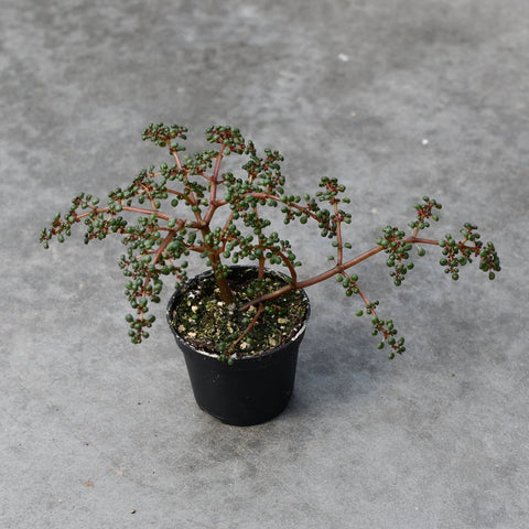 Pilea serpyllacea 'Globosa'