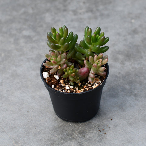 Sedum rubrotinctum