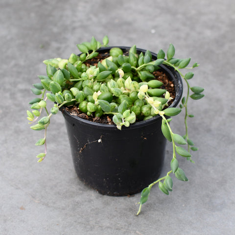 Senecio herreianus f. variegata