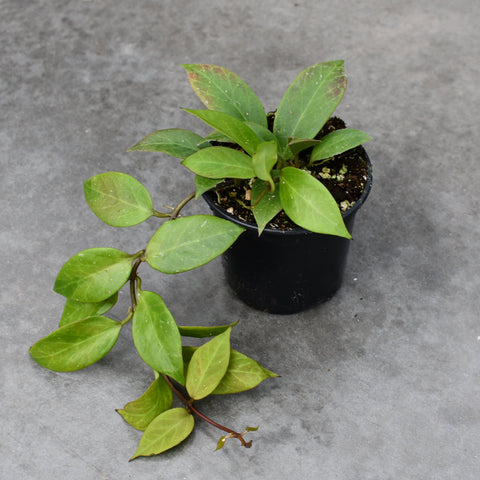 Hoya CV. 'Sunrise'
