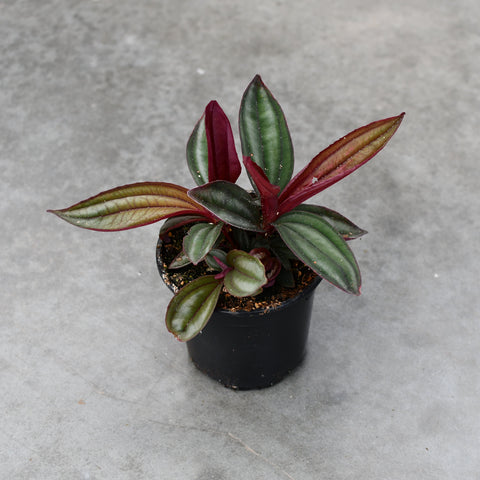 Medinilla Gregori Hambali