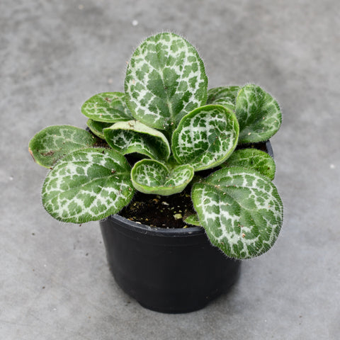 Streptocarpus 'Turtle Shell'