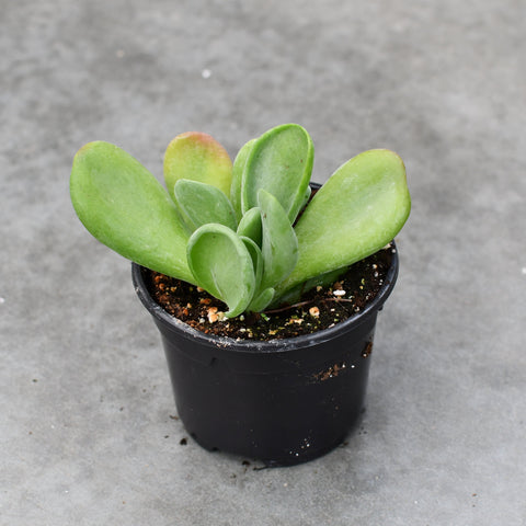Kalanchoe