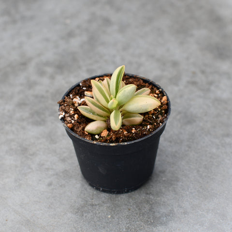 Peperomia dolabriformis f. variegata