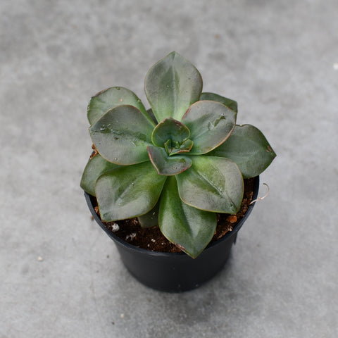 Echeveria chroma