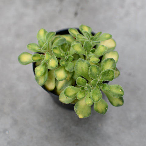 Aeonium lindleyi f. variegata