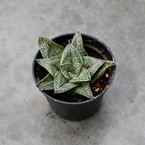Gasteraloe 'Robin'