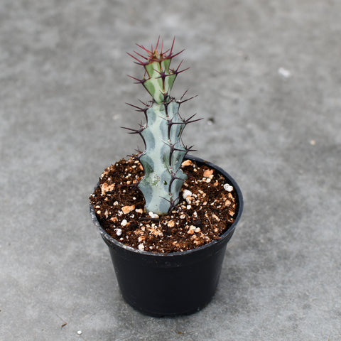 Euphorbia greenwayi