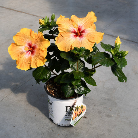 Hibiscus rosa sinensis 'Hollywood VIP'