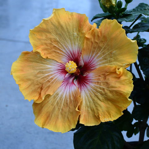 Hibiscus rosa sinensis 'Hollywood VIP'