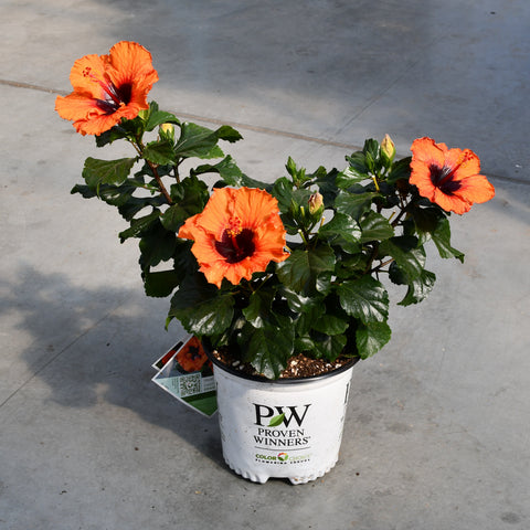 Hibiscus rosa sinensis 'Hollywood Sunset Boulevard'