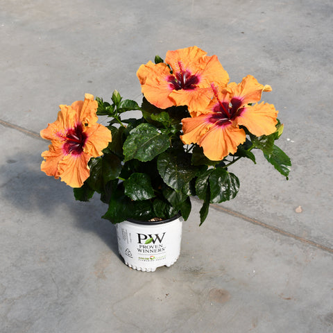 Hibiscus rosa sinensis 'Hollywood Disco Diva'