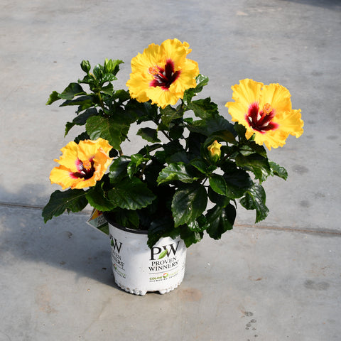 Hibiscus rosa-sinensis 'Hollywood Rico Suave'